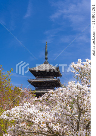 Spring in Kyoto, Ninnaji Temple, Omuro cherry blossoms and five-storied pagoda 113905261