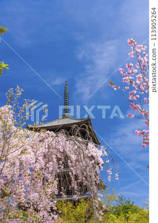 Spring in Kyoto: Ninnaji Temple, weeping cherry blossoms and five-story pagoda Spring in Kyoto: Ninnaji Temple, weeping cherry blossoms and five-story pagoda 113905264