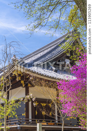 春天的京都、仁和寺、杜鵑花和近藤 113905269