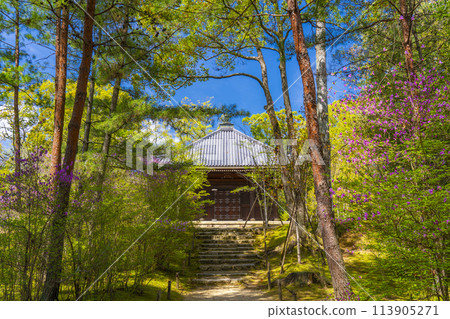 Kyoto in spring, Ninnaji Temple, azalea and sutra 113905271