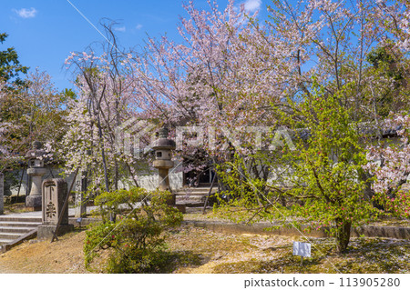 Spring in Kyoto: Ninnaji Temple, cherry blossoms and Miedo Hall 113905280