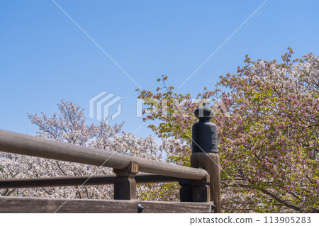 Spring in Kyoto: Ninnaji Temple, Giboshu and Omurozakura Spring in Kyoto: Ninnaji Temple, Giboshu and Omurozakura 113905283
