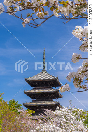 Spring in Kyoto, Ninnaji Temple, Omuro cherry blossoms and five-storied pagoda Spring in Kyoto, Ninnaji Temple, Omuro cherry blossoms and five-storied pagoda 113905286