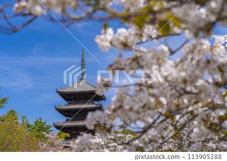 京都的春天，仁和寺，大室櫻花和五層寶塔 113905288