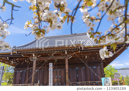 春天的京都、仁和寺、大室櫻花和觀音堂 113905289