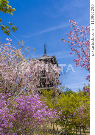 春天的京都,仁和寺,垂枝櫻花,杜鵑花和五層寶塔 春天的京都,仁和寺,垂枝櫻花,杜鵑花和五層寶塔 113905290