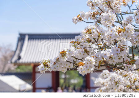 春天的京都、仁和寺、大室櫻花和中門 春天的京都、仁和寺、大室櫻花和中門 113905292