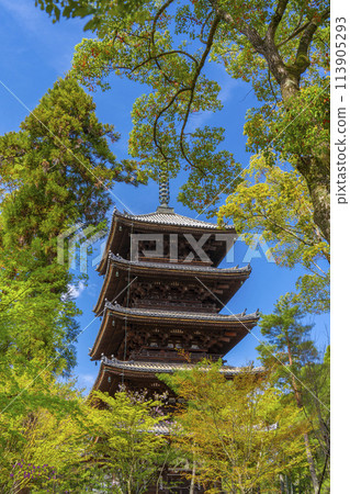 Spring in Kyoto: Ninna-ji Temple - Five-story pagoda surrounded by fresh greenery 113905293