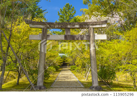 春天的京都、仁和寺、被新綠包圍的久勝明神社、參拜殿的參拜道 113905296