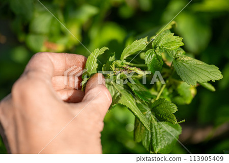 A human hand examines the aphid infested currant leaves in need of spraying and pest control. 113905409