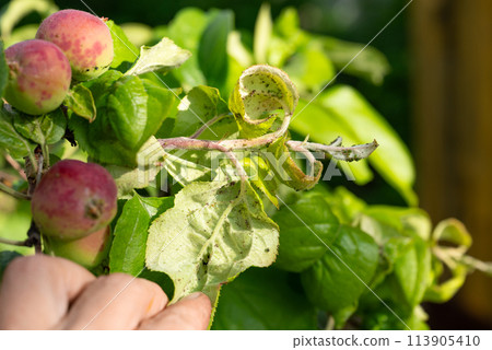 Human hand examining aphid infested apple tree leaves in need of spraying and pest management treatment. Human hand examining aphid infested apple tree leaves in need of spraying and pest management treatment. 113905410