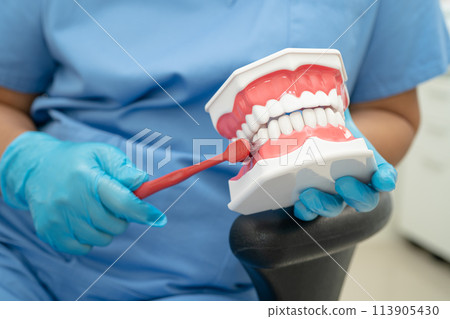 Asian dentist cleaning teeth of dental model with tooth brush for patient and studying about dentistry. 113905430