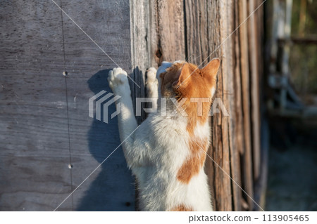 Tabby yellow white cat claw or scratch wooden house Tabby yellow white cat claw or scratch wooden house 113905465