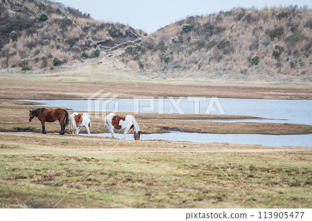 horse by pond in Kusasenri prairie observation, mt. Aso, Kumamoto 113905477