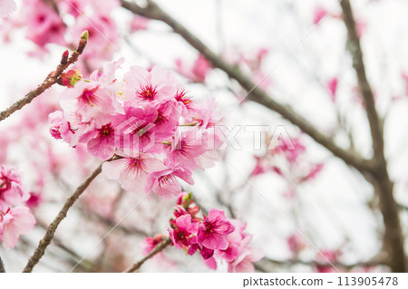 kawazu pink sakura at Issingyo no Oozakura by mt. Aso, Kumamoto 113905478