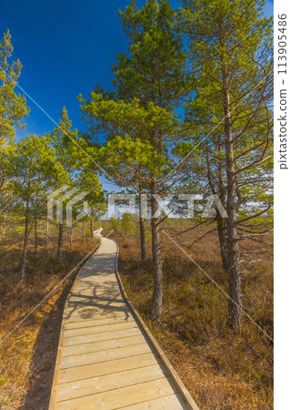 Viru Bog Viru Raba peat swamp, Estonia 113905486
