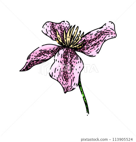 pink clematis sketch hand drawn vector pink clematis sketch hand drawn vector 113905524