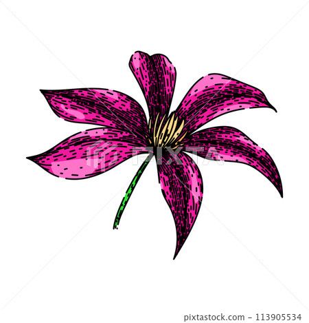 flower clematis sketch hand drawn vector 113905534