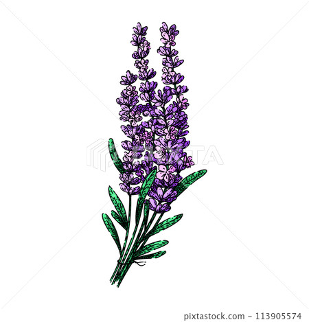 herb lavender sketch hand drawn vector 113905574