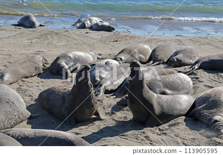 Elephant Seals at Vista Point, California. Elephant Seals at Vista Point, California. 113905595