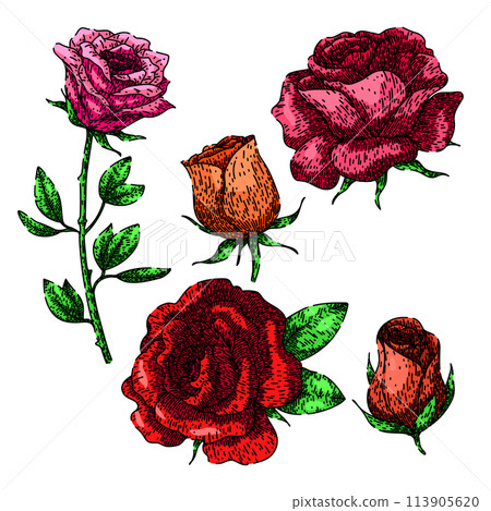 rose set sketch hand drawn vector 113905620