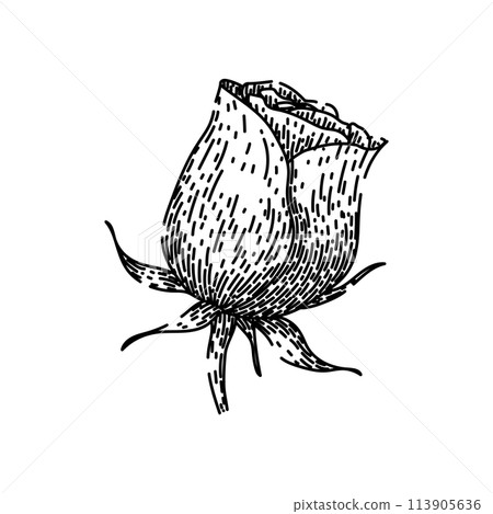 garden rose sketch hand drawn vector 113905636