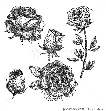 rose set sketch hand drawn vector 113905637