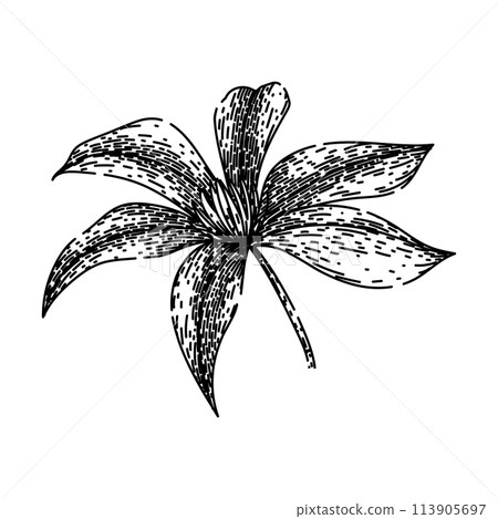 flower clematis sketch hand drawn vector 113905697