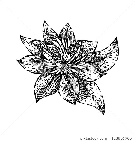 vine clematis sketch hand drawn vector vine clematis sketch hand drawn vector 113905700