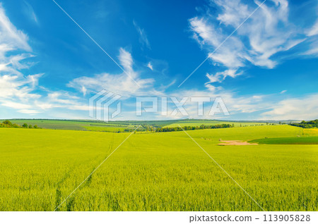 Green wheat field and blue sky. 113905828