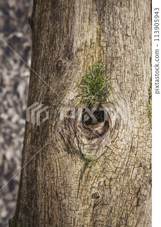 Close up of brown tree trunk with moss growing out a branch hole with blurred background 113905943