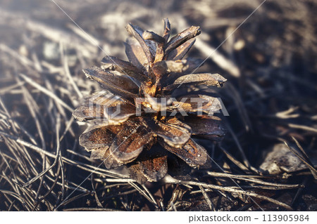A shortstraw pine cone surrounded by pine needles on the ground A shortstraw pine cone surrounded by pine needles on the ground 113905984