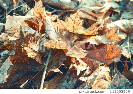 A cluster of brown leaves resting on the ground amidst twigs and grass 113905999