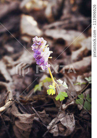 A small purple flower blossoms on the terrestrial plant out of the soil A small purple flower blossoms on the terrestrial plant out of the soil 113906026