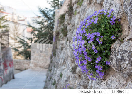 Purple rock cress on an antique wall in Monte Sant Angelo in Gargano, Italy Purple rock cress on an antique wall in Monte Sant Angelo in Gargano, Italy 113906053