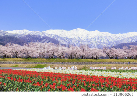 朝日船川春天四重奏 113906265