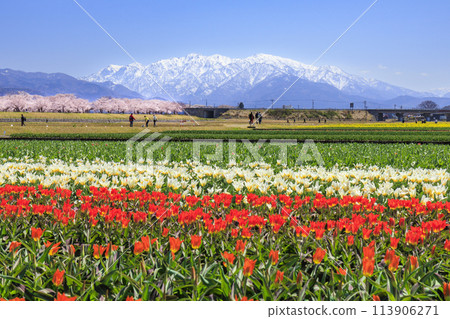 Asahi Funagawa Spring Quartet 113906271