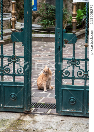 A cat in the town of Amalfi, Italy A cat in the town of Amalfi, Italy 113906272