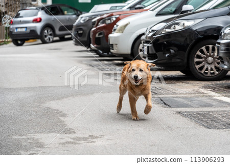 A stray dog with a very friendly face walking down the street 113906293