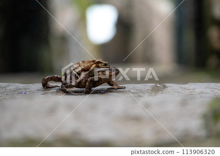 Two frogs loving each other on a walkway in an Italian town 113906320