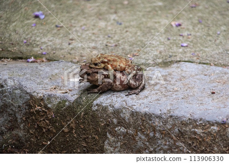 Two frogs loving each other on a walkway in an Italian town 113906330
