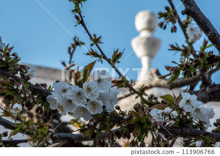 View of an iconic Trulli roof spire between the branches of an Apple tree, Italy 113906766