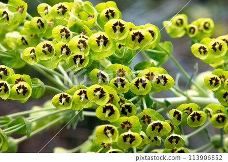 Close photo of a beautiful Mediterranean Spurge in Gargano, Italy Close photo of a beautiful Mediterranean Spurge in Gargano, Italy 113906852