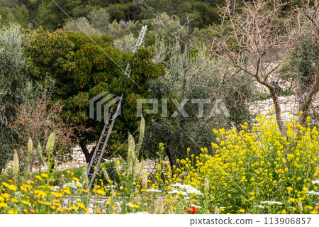 Beautiful wild garden and a ladder in a tree on the Gargano peninsula 113906857