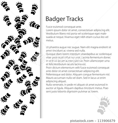 Cover design with traces of animal European badger Cover design with traces of animal European badger 113906879