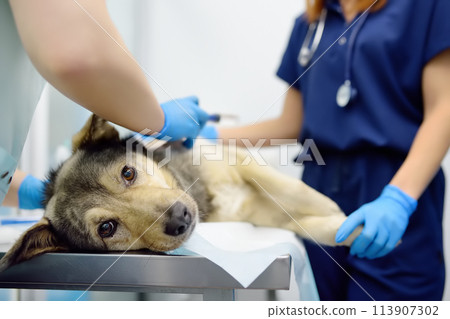 Veterinarians examines a large dog in veterinary clinic. Vet doctors applied a medical bandage for pet during treatment after the injury or surgery operation. Anesthesia for animals Veterinarians examines a large dog in veterinary clinic. Vet doctors applied a medical bandage for pet during treatment after the injury or surgery operation. Anesthesia for animals 113907302