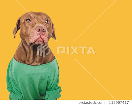 Cute dog and green sweater. Close-up, indoors 113907417