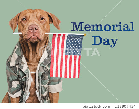 Memorial Day. Adorable dog and congratulatory inscription Memorial Day. Adorable dog and congratulatory inscription 113907434