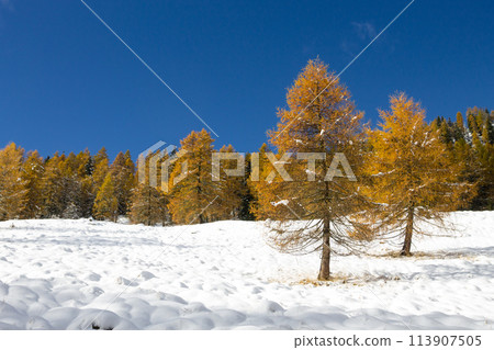 Larches in autumn dress on snow covered ground 113907505