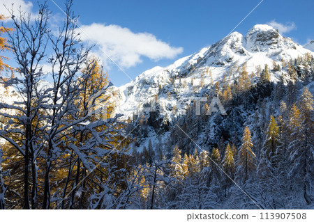 Larches in autumn dress on snow covered ground 113907508